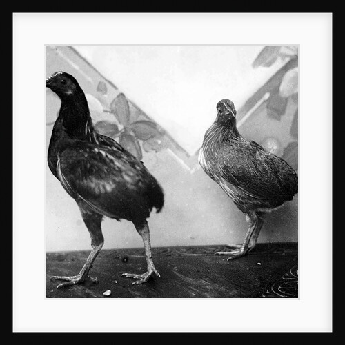 Manx bantams by George Bellett Cowen